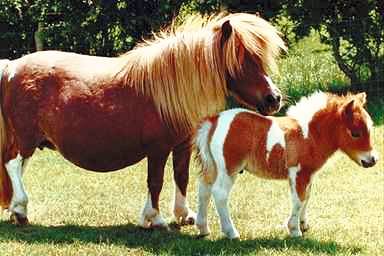 horse11.jpg